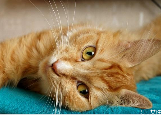 买不起猫砂用什么代替 教你怎样自制猫砂