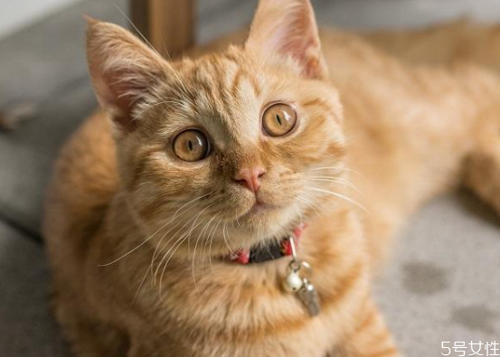 买不起猫砂用什么代替 教你怎样自制猫砂