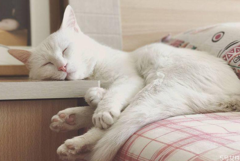 猫咪坐车会晕车吗 猫坐私家车能坐几小时