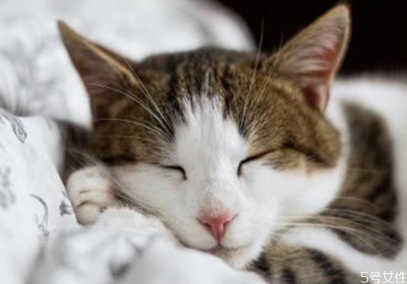 猫应激反应会自愈吗 猫咪应激反应怎么安抚