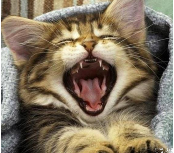 猫咪春节跟着回家好吗 猫咪带回家注意事项