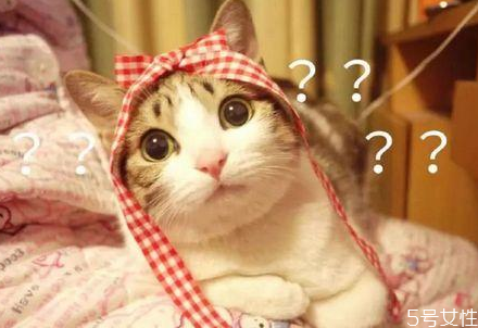 猫咪晕车回家怎么处理 猫咪晕车怎么舒缓