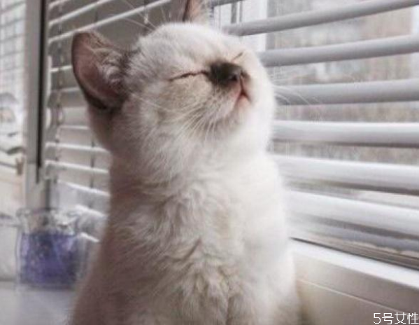 猫咪春节跟着回家好吗 猫咪带回家注意事项