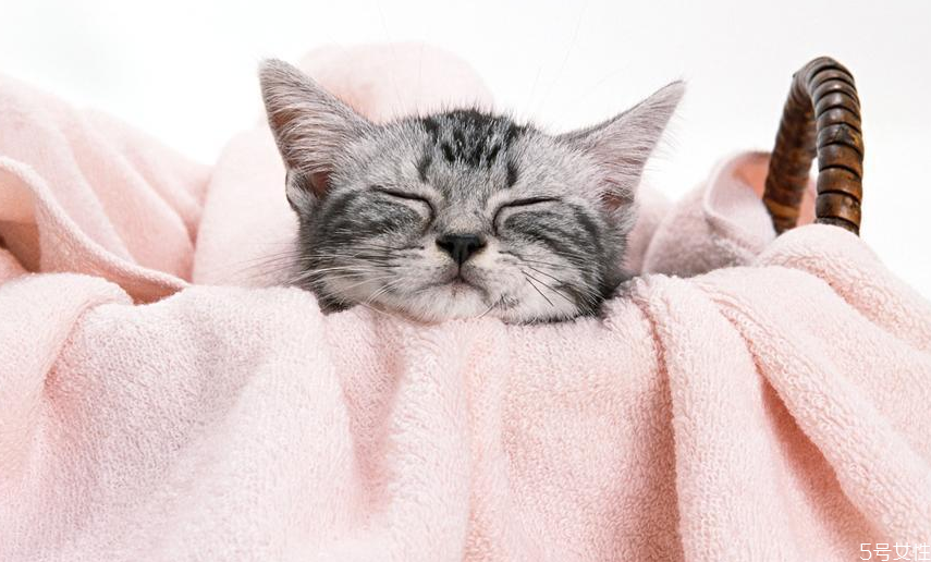 猫坐车一直张嘴喘气 猫咪坐车张嘴怎么缓解