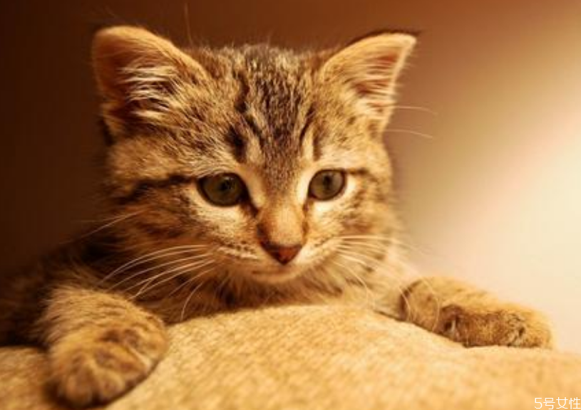猫咪坐车一直叫怎么回事 如何让猫安静坐车