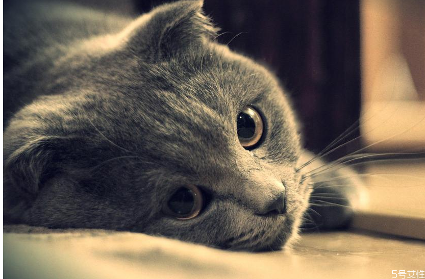 猫坐车一直张嘴喘气 猫咪坐车张嘴怎么缓解