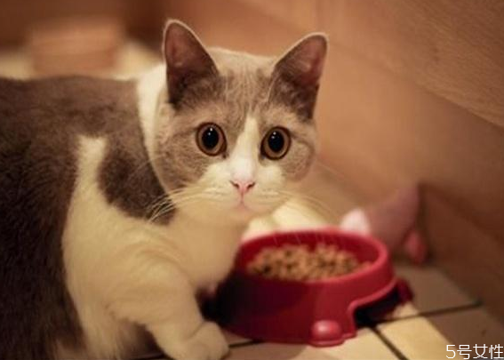 猫应激反应会自愈吗 猫咪应激反应怎么安抚