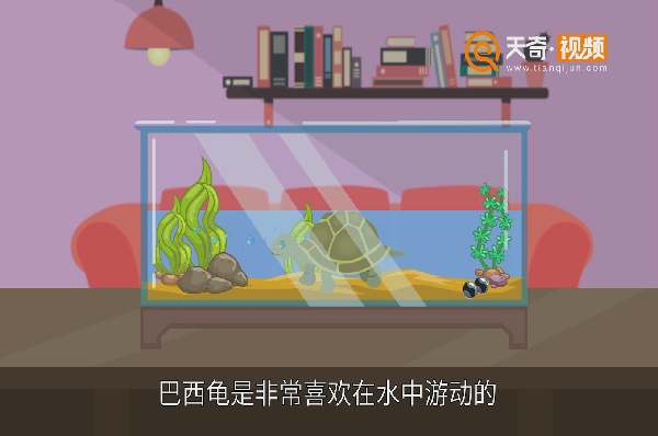 巴西龟怎么养 