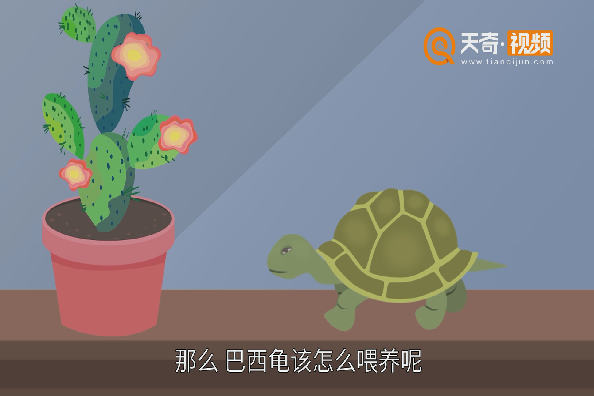 巴西龟怎么养 