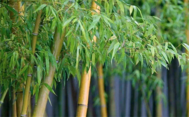 ​岁寒三友是指哪三个植物 岁寒三友是梅兰竹菊的哪个 