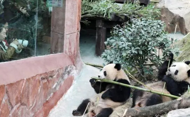重庆永川四只大熊猫正式与游客见面了吗 