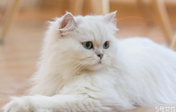 什么猫既温顺又不掉毛 掉毛严重的猫排行榜