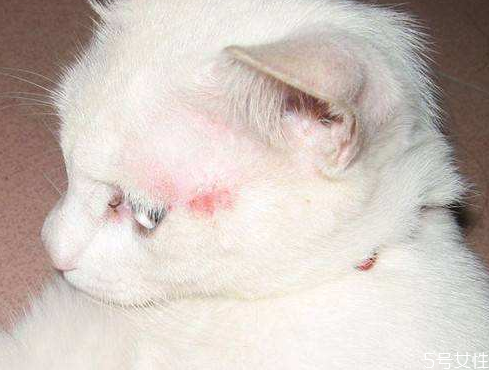 猫藓是怎么造成的 猫在什么情况容易得猫藓
