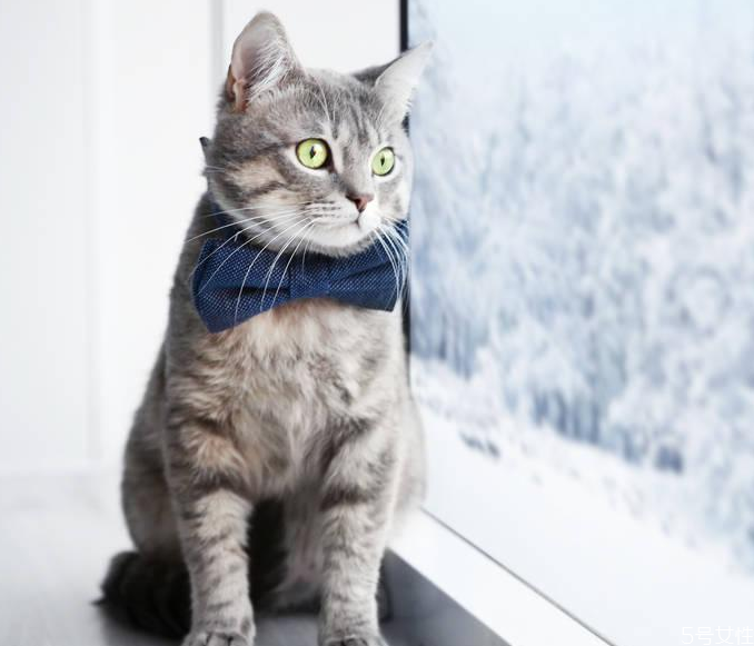 过年如何把猫带回家 过年放假猫咪怎么办
