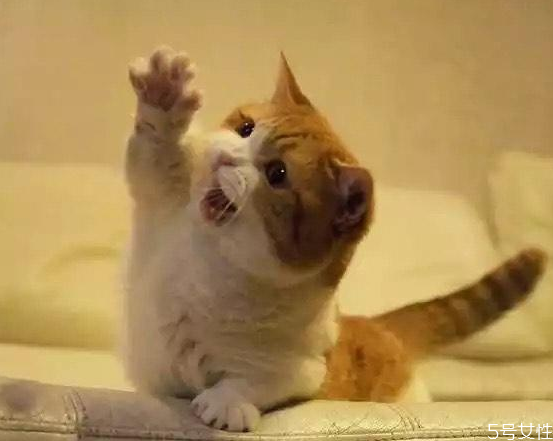 猫藓能彻底治好吗 猫藓怎么根治
