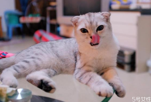 猫毛会吸进肺里吗 猫和人一起睡的危害