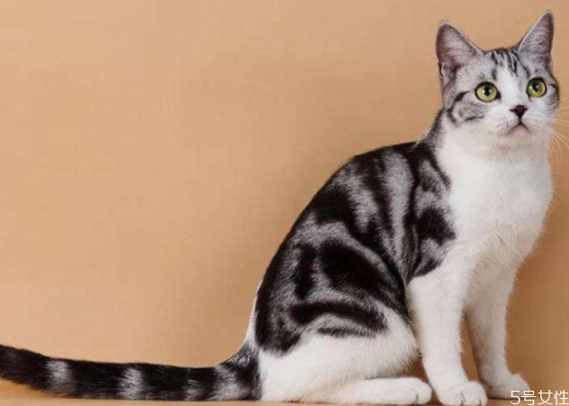 猫咪寄养多少钱一天 猫咪寄养和在家哪个好