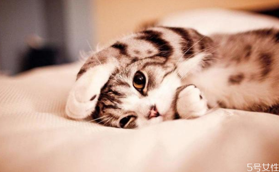 猫毛会吸进肺里吗 猫和人一起睡的危害