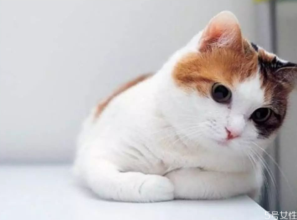 猫咪寄养多少钱一天 猫咪寄养和在家哪个好