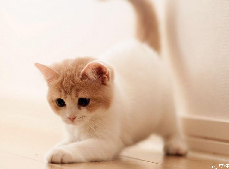 哪个快递可以寄活体宠物 顺丰快递猫咪要多少钱