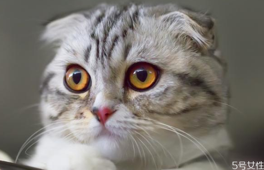 什么猫既温顺又不掉毛 掉毛严重的猫排行榜