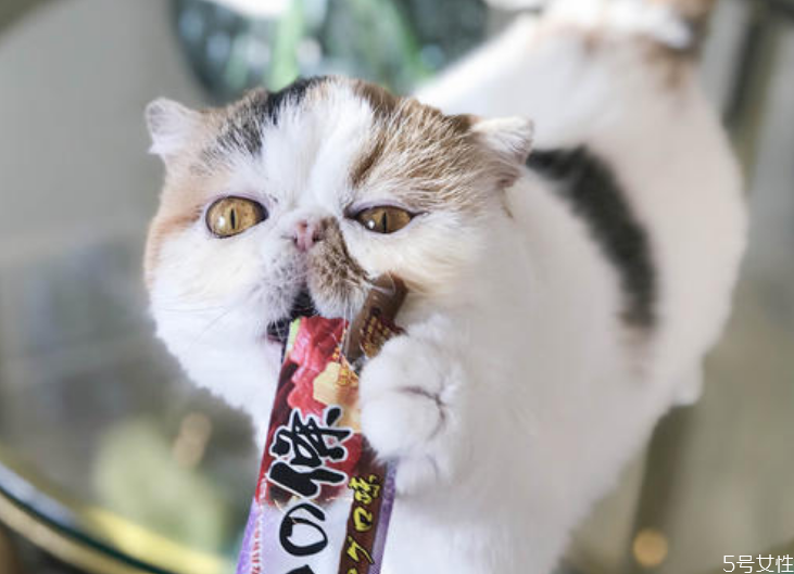 去宠物医院看猫藓贵吗 治猫藓要多少钱