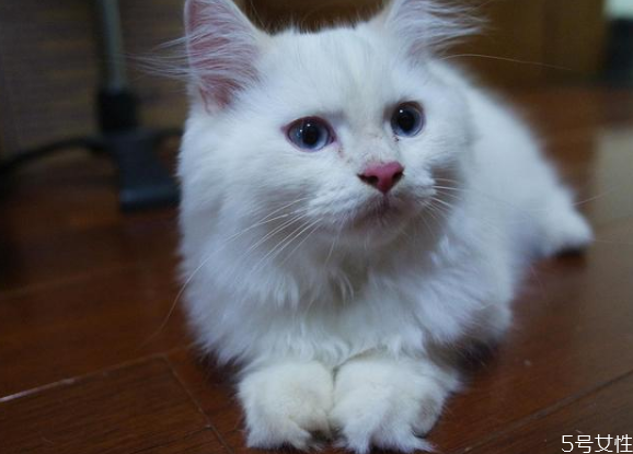 猫藓好治吗 幼猫猫藓怎么治好得快