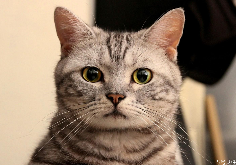 哪个快递可以寄活体宠物 顺丰快递猫咪要多少钱