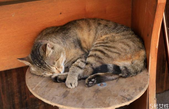 猫藓好治吗 幼猫猫藓怎么治好得快