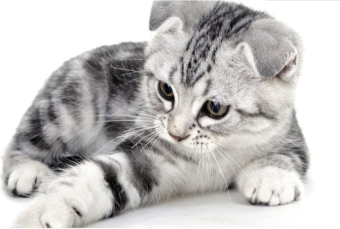 过年如何把猫带回家 过年放假猫咪怎么办