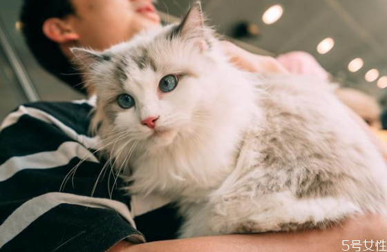 什么猫既温顺又不掉毛 掉毛严重的猫排行榜