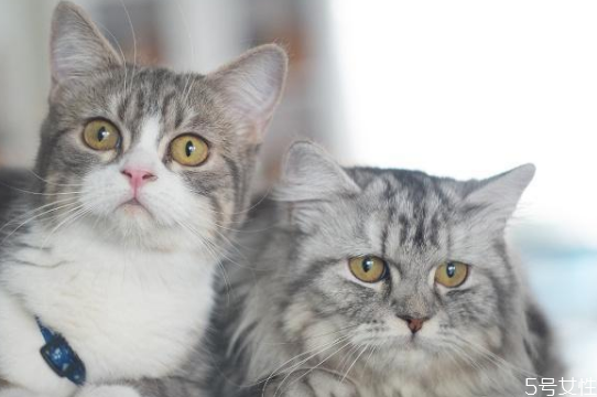 猫藓是怎么造成的 猫在什么情况容易得猫藓