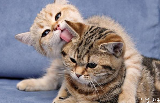 猫毛会吸进肺里吗 猫和人一起睡的危害