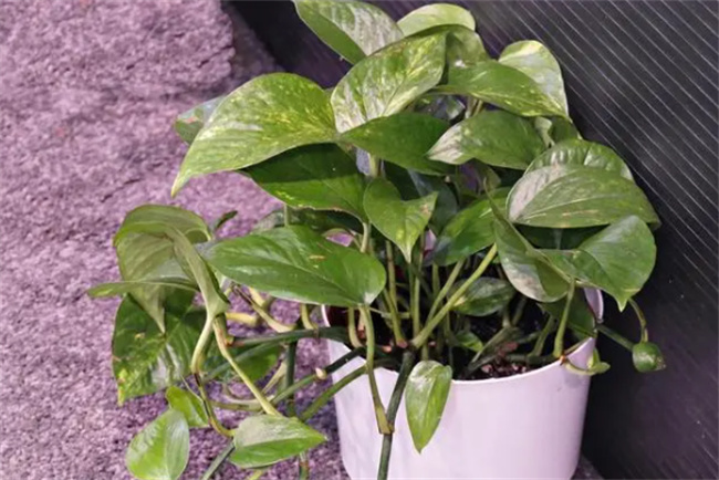 绿萝的花语 屋里养绿萝好吗 