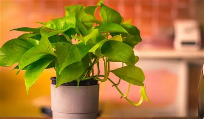绿萝的花语 屋里养绿萝好吗 