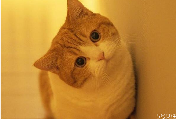 被子上有大量猫毛怎么清洗 床上全是猫毛有什么危害