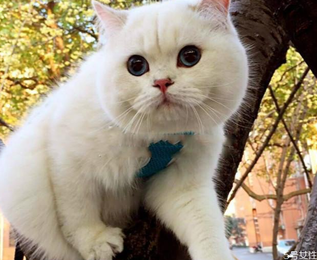 怎样挑选英短 英短蓝猫母猫好还是公猫好