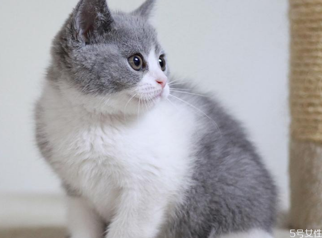 怎样挑选英短 英短蓝猫母猫好还是公猫好