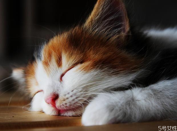 猫咪假孕多久消退 猫假怀孕怎么办