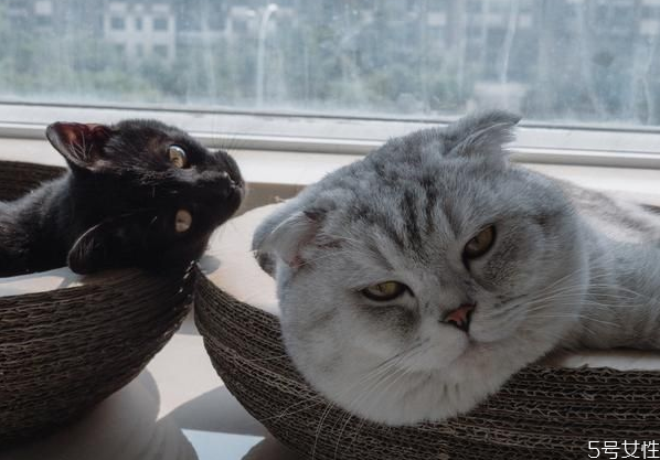 猫发腮好还是不发腮好 猫发腮吃什么东西好