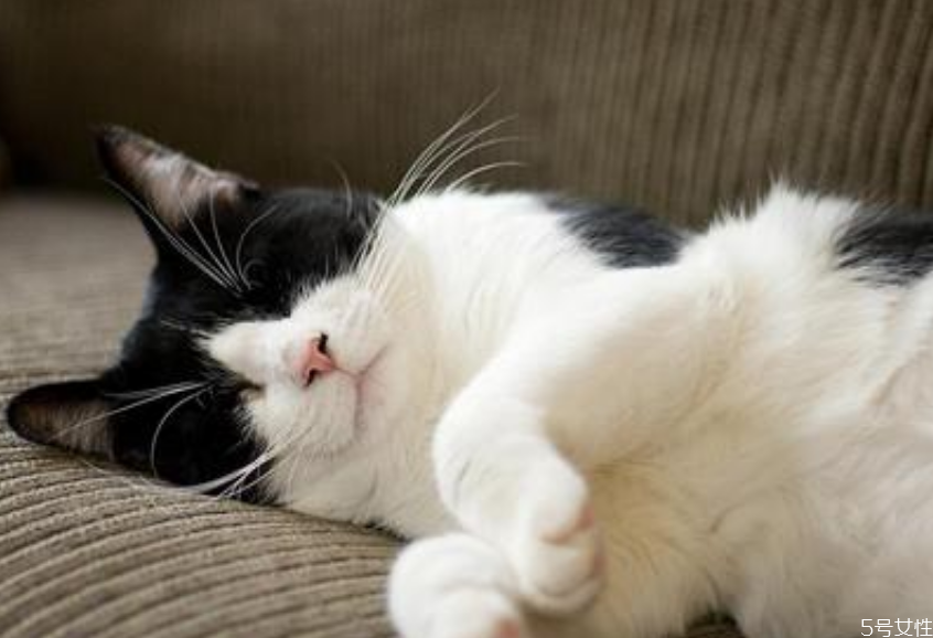 猫咪假孕多久消退 猫假怀孕怎么办