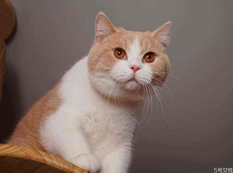 猫发腮好还是不发腮好 猫发腮吃什么东西好