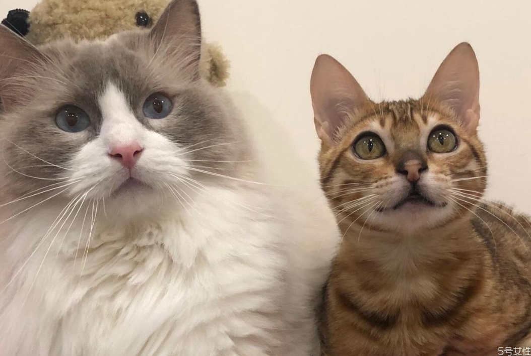 公猫多久停止发腮 猫发腮的黄金期