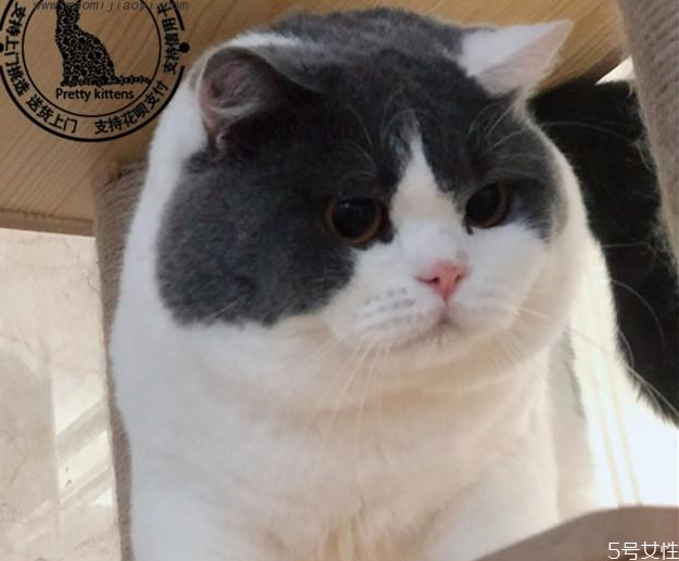怎样挑选英短 英短蓝猫母猫好还是公猫好