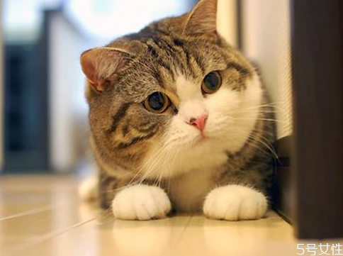公猫多久停止发腮 猫发腮的黄金期