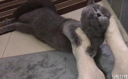 猫什么时候发春 猫一年发几次情