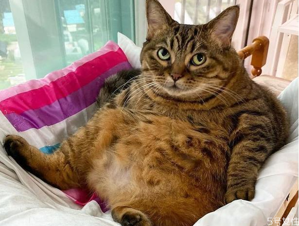 猫发情一直叫 猫咪发情怎么办
