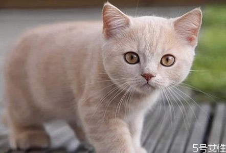 猫咪假孕什么症状 猫咪假孕和真孕区别