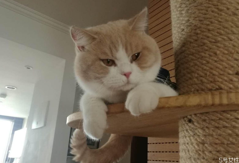 公猫多久停止发腮 猫发腮的黄金期