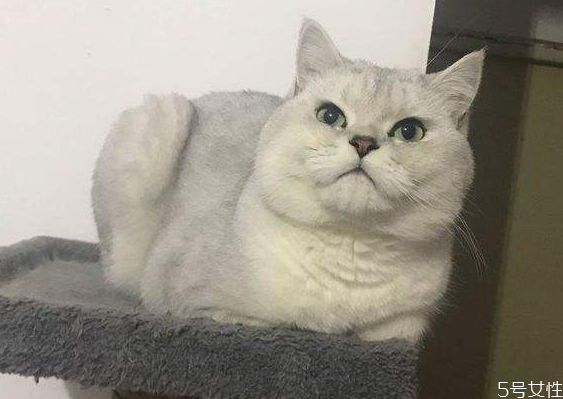 猫发腮好还是不发腮好 猫发腮吃什么东西好